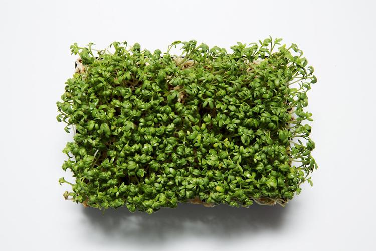 Indehaver af VeVe Bistro, Henrik Yde, meddeler, at der er for travlt til, at Politikens fotograf må komme og tage billeder. Derfor bringer vi her et foto af karse. 