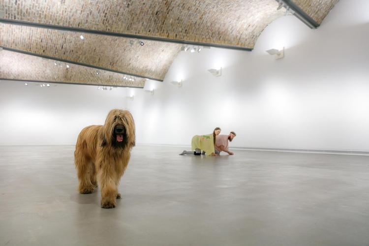 Over 100 shows for kæledyr i hele Europa, hvoraf 95 procent har været katte og hunde, har kunstnerduoen Alex Bailey og estiske Kroot Juurak opført. Affektivt, siger duoen om deres og kæledyrs arbejde, hvis værdi ligger i deres blotte tilstedeværelse. 