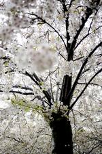 »Han spørger, om ikke det føles som at ligge i et snevejr midt i den her varme (...) De hvide blade fra blomsterne drysser ned på bomuldstæppet, ned på kvinden, som ligger på det«, Eva Lange.  Arkivfoto: Nanna Navntoft