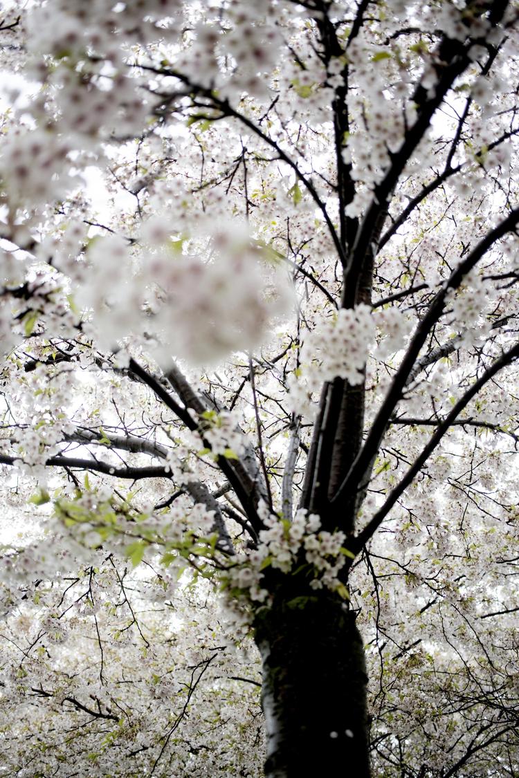 »Han spørger, om ikke det føles som at ligge i et snevejr midt i den her varme (...) De hvide blade fra blomsterne drysser ned på bomuldstæppet, ned på kvinden, som ligger på det«, Eva Lange.  Arkivfoto: Nanna Navntoft