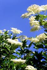 Hylden blomstrer, og lige om lidt er det for sent at lave saft, der smager af sommer.  Arkivfoto  Niels Hougaard