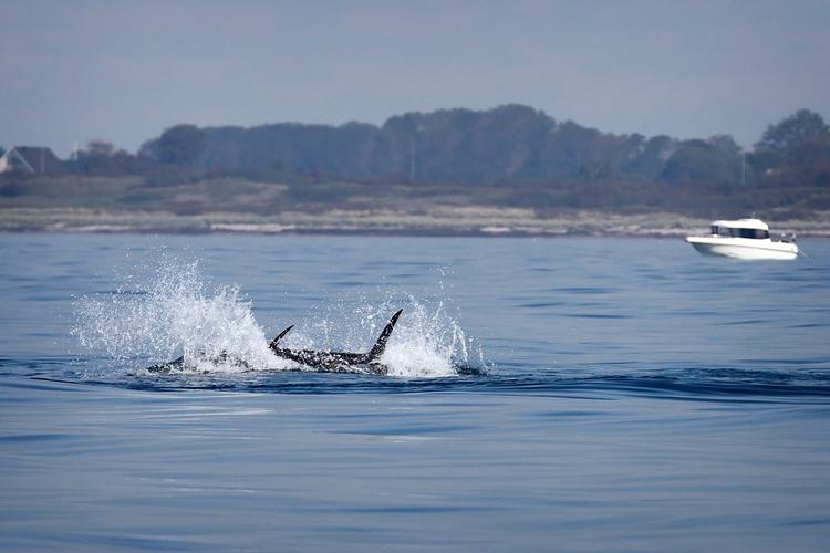 Sidste år i september var Politiken med på en tunsafari og så flere tun springe fri af vandet. Nu er de flere hundrede kilo tunge fisk igen i Øresund. Foto: Jens Dresling