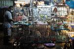 Her en stand på det store Chatuchak-marked i Bangkok, hvor fugle fra forskellige dele af verden, der af samme grund aldrig ville møde hinanden ude i naturen, står stablet tæt sammen. Foto: Claus Blok Thomsen