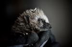 Det er andet år i træk, at WWF Verdensnaturfonden afholder pindsvinetællingen i samarbejde med pindsvineforsker Sophie Lund Rasmussen. Foto: Tariq Mikkel Khan