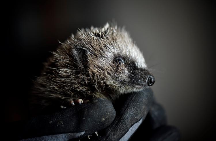 Det er andet år i træk, at WWF Verdensnaturfonden afholder pindsvinetællingen i samarbejde med pindsvineforsker Sophie Lund Rasmussen. Foto: Tariq Mikkel Khan