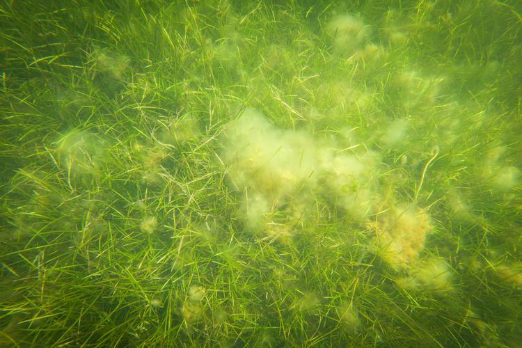 Faaborg Fjord var en af dem, der var hårdt ramt af iltsvind sidste år. Også i år er der målt kraftigt iltsvind i fjorden, fremgår det af en ny rapport fra Miljøstyrelsen, skriver Danmarks Naturfredningsforening i en pressemeddelelse. Foto: Will Rose/greenpeace/© Greenpeace / Will Rose
