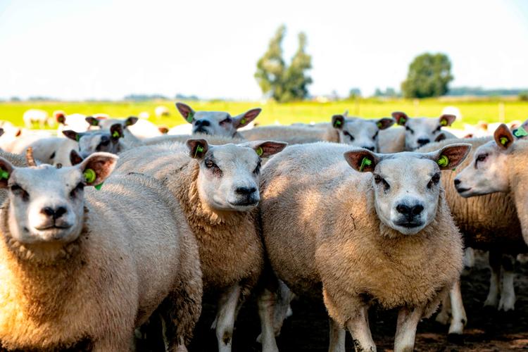 Bluetongue-virus er konstateret på Fyn. Foto: Nick Gammon / AFP