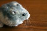 I ordbøgerne hedder det 'en hamster', men blandt især yngre danskere er det blevet mere almindeligt at sige 'et hamster'. Det er måske en afsmitning fra 'et monster' eller 'et kloster' - eller 'et marsvin'. Foto: Klaus Holsting