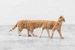 Kom til udstillingsåbning på Kunsthal Charlottenborg og oplev blandt andet Eva og Franco Mattes værk 'Panorama Cat' inspireret af internetfænomenet 'panorama fails'. Værkfoto Melania Dalle Grave