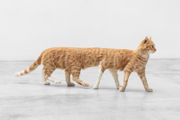 Kom til udstillingsåbning på Kunsthal Charlottenborg og oplev blandt andet Eva og Franco Mattes værk 'Panorama Cat' inspireret af internetfænomenet 'panorama fails'. Værkfoto Melania Dalle Grave