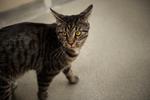 Katten er et dejligt dyr. Bare ikke når den skider i din plantekasse. Arkivfoto: Marie Ravn   