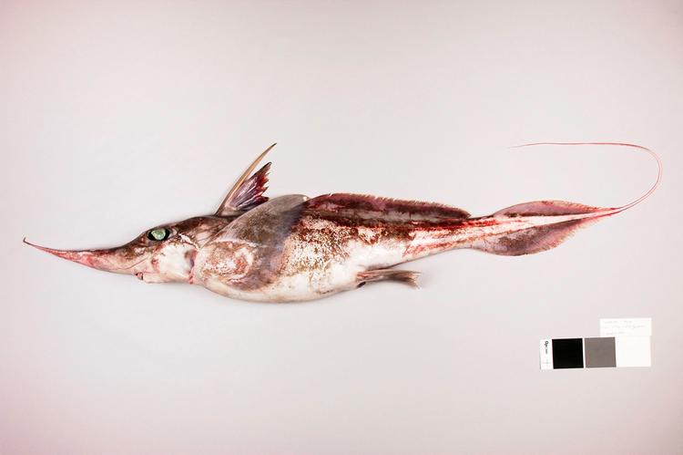 Sådan ser den ud, den nyopdagede underart af spøgelseshajen, som har fået navnet Harriotta avia og er opkaldt efter forsker Brit Finuccis bedstemor. Foto: Handout/Ritzau Scanpix