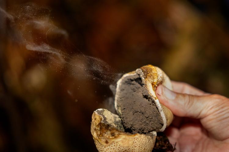 En bruskbold er så fikst indrettet, at selv en regndråbe, der rammer den, er nok til at pumpe de små, mørke sporer ud i det fri. Hvorefter skallen retter sig ud igen og er klar til nye dråber.  Foto: Finn Frandsen