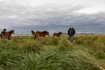 Ifølge Anne Erland Eskildsen kan græssende dyr være med til at forbedre biodiversiteten på de udtagne områder. Foto: Signe Lægsgaard