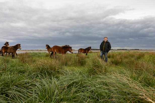 Ifølge Anne Erland Eskildsen kan græssende dyr være med til at forbedre biodiversiteten på de udtagne områder. Foto: Signe Lægsgaard