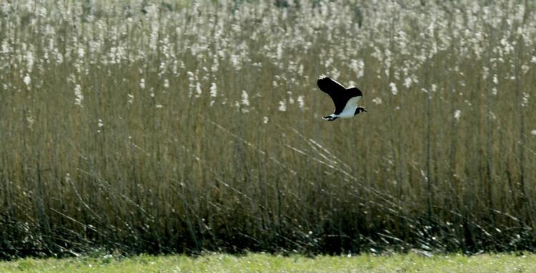 Viben er en af de fugle, som vi ifølge Dansk Ornitologisk Forening ikke kan få flere af, hvis kravet om braklægning droppes. Foto: Carsten Ingemann