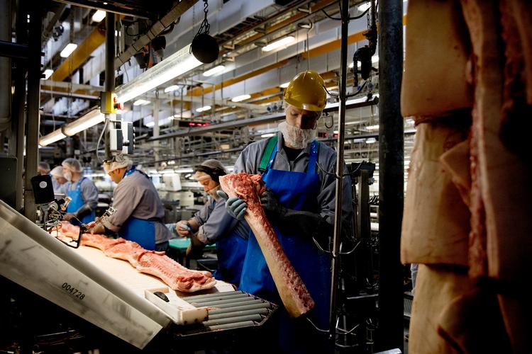 Endnu engang koster det arbejdspladser, at landmændene sender deres slagtesvin til udlandet i stedet for på danske slagterier. Det er brud på samfundskontrakten, lyder det fra Jim Jensen, næstformand i Fødevareforbundet NNF. Foto: Finn Frandsen