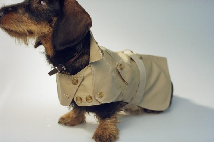 En dag flytter der en hund ind hos klummeskribenten. Og hvem ved? Måske bliver det en gravhund med egen Burburry-trenchcoat. Foto: Peter Hove Olesen