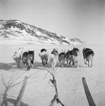 Var Grønland overhovedet i krig? Vi skal helt frem til 1943, før et medlem af slædepatruljen ser en tysker. 