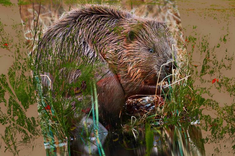 Bæveren er flittig, ivrig, arbejdsom og ... ja, det er altsammen rigtigt nok, men er det ikke også ret begrænsende.  Kollage. Orignalfoto: Mikkel Jezeguel