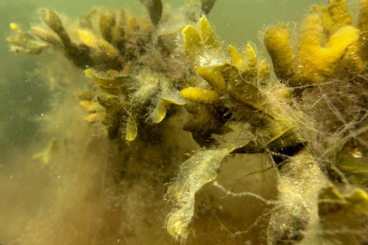 Kvælstof fra hovedsageligt landbruget giver store mængder af de alger, som kaldes fedtemøg, der er en stor plage i de danske fjorde. På billedet ses en tangplante overbegroet med fedtemøg.  Foto: Morten Pape/Ritzau Scanpix