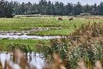 Mens Voer Å har løbet i sit løb, så er landet steget og har dermed gjort åen dybere. På strandengen græsser heste for at fremme biodiversiteten.  Foto: Claus Bjørn Larsen