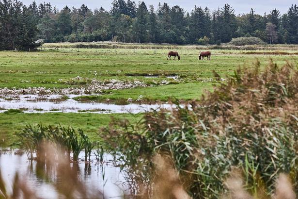 Mens Voer Å har løbet i sit løb, så er landet steget og har dermed gjort åen dybere. På strandengen græsser heste for at fremme biodiversiteten.  Foto: Claus Bjørn Larsen