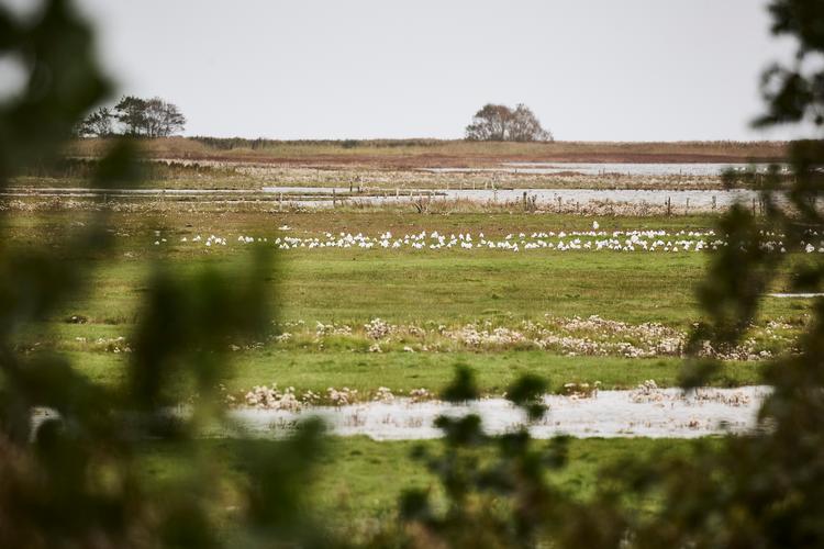 Voersås strandenge giver hvile og mad til fuglene og ro for det menneskelige øje.   Foto: Claus Bjørn Larsen