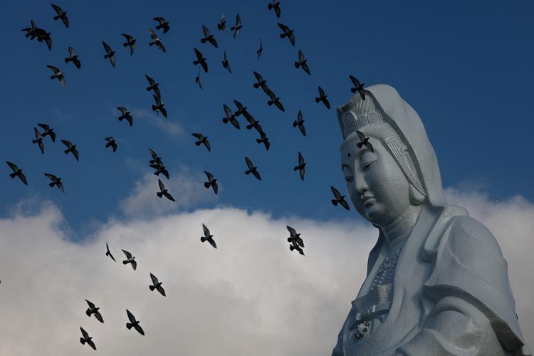 Fredsduer i formation over Guanyin, et gudindetempel i Keeling, Taiwan. Truslen om krig hænger dagligt over øens 23 millioner indbyggere, som frygter at tabe deres frihed, demokrati og ytringsfrihed til Kina. Foto: Tyrone Siu/Ritzau Scanpix