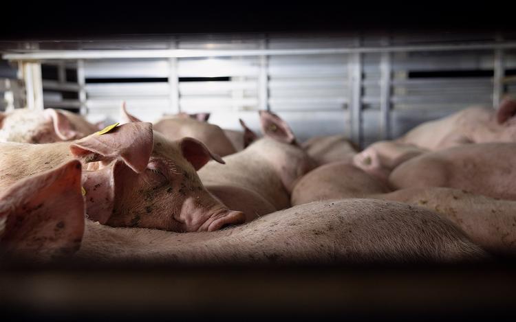 Hvert år sendes millioner af smågrise fra Danmark og ud på de europæiske landeveje. Men kontrollen af forholdene svigter. Foto: Lærke Berg-pedersen