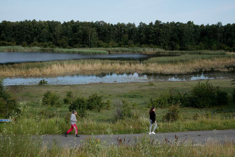 Kalvebod Fælled er strandeng. Det bliver afgræsset kraftigt, så der ikke er træer og buske på engene. Om vinteren bliver området oversvømmet, og vandet er godt for naturen og fuglene. Arkivfoto. Foto: Jens Dresling