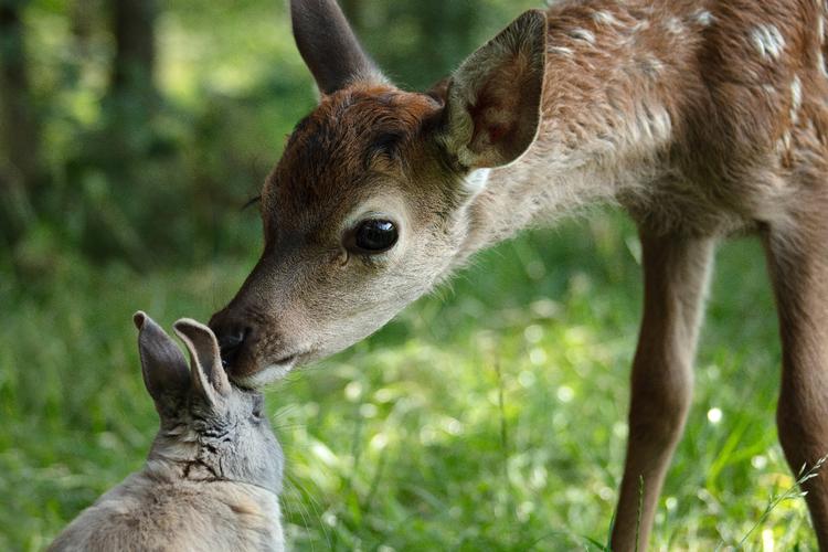 Dådyret Bambi har selvfølgelig en kaninven i skoven. Men det er ikke ham, der får Bambi på glatis. Det klarer instruktøren helt selv. Foto: SF Studios