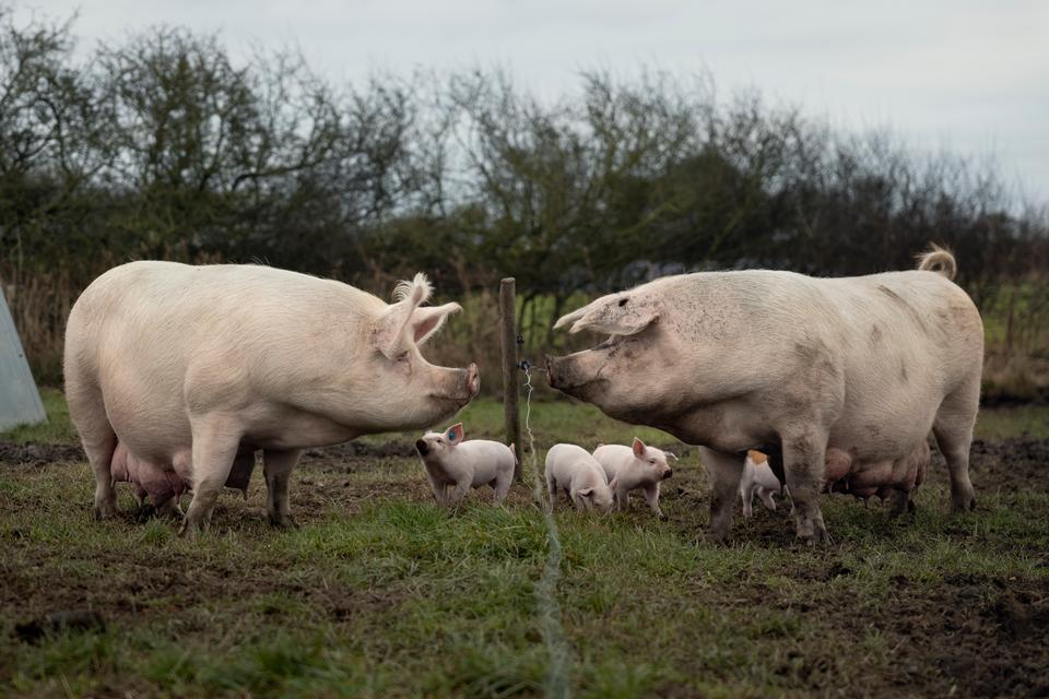 Økologisk svineproducent: »Grise med høj velfærd og åben himmel. Alle snakker om det, men ingen gør noget«