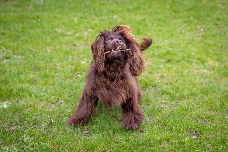 I Danmark tilbagekalder virksomheden Chrisco torsdag fem forskellige tyggeruller til hunde. Denne hund har nu bare en gren i munden. Foto: Benny Kjølhede/Jyllands-Posten