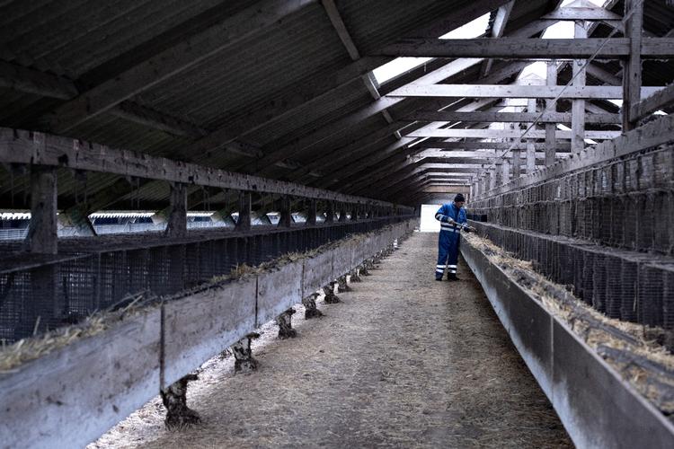 Danmarks cirka 1..400 minkfarme blev lukket ned under coronakrisen. Fra 1. januar 2023 har minkavl været lukket tilladt igen. Foto: Marius Renner