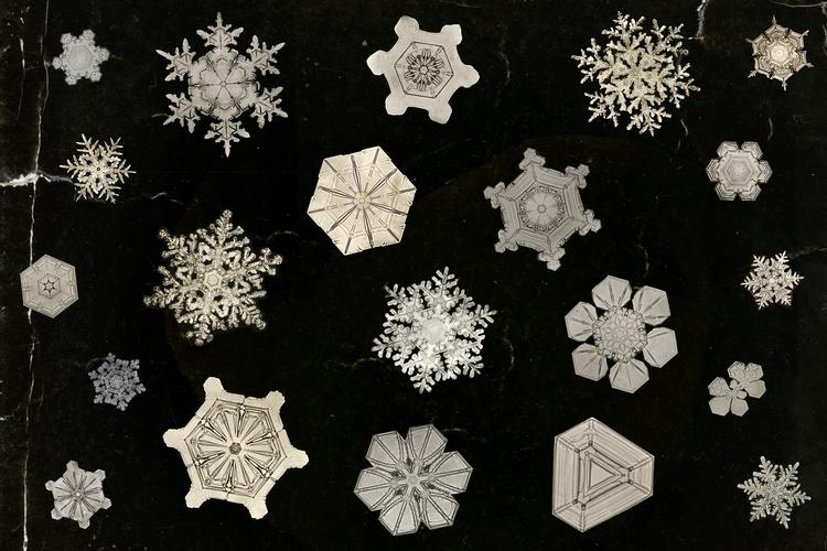 Collage: Caroline Niegaard. Originalfoto: Wilson Bentley/smithsonian Institution Archives