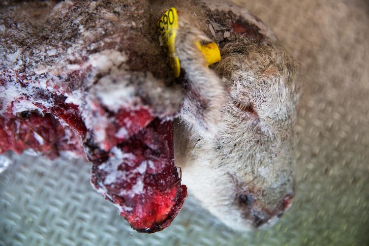 For 11 år siden besøgte Politiken fåreproducent Åse Svendsen i Gånsager, der tit oplevede, at ulve angreb hendes lam. Nu er den gal igen i det jyske, hvor 17 får for nylig blev dræbt af en ulv, selv om de var bag et ulvesikret hegn. Foto: Lasse Kofod