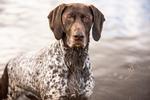 Jensenhund