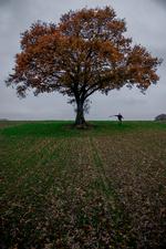 Den grønne trepart. Også på Langeland skal der tages marker ud af drift for at reducere landbrugets klimaaftryk og dets udledninger af kvælstof og fosfor. Landmand og svineavler Ulrik Bremholm er også viceformand i Landbrug &amp; Fødevarer og en af forhandlerne af den grønne trepart. Egetræ på Ulrik Bremholms mark. Han har ladet træet stå, selv om det er besværligt at høste rundt om træet. Her fjerner han nedfaldne grene fra marken.  Foto: Nicolai West