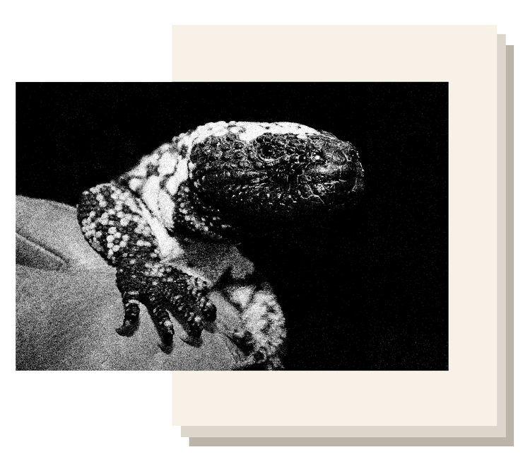 Kollage: Freja Juul Pedersen Foto: wikimedia commons