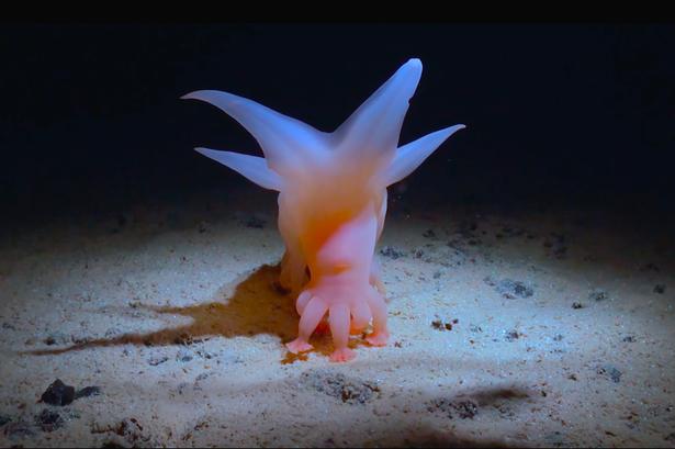 Kun ti procent af alle dyr i dybhavet er kendte af forskerne. Det her er ikke et af dem. Den blev døbt Barbie-pig. Det er fantastisk at være med forskere på opdagelsesrejse i 'How Deep Is Your Love?'.  