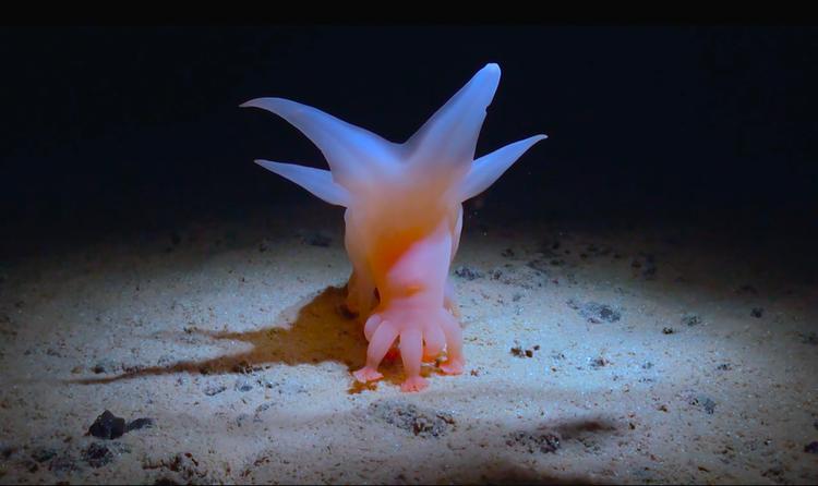 Kun ti procent af alle dyr i dybhavet er kendte af forskerne. Det her er ikke et af dem. Den blev døbt Barbie-pig. Det er fantastisk at være med forskere på opdagelsesrejse i 'How Deep Is Your Love?'.  