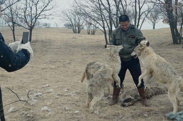 En kinesisk mand opildner ulve til kamp, for at han kan få likes. Og det er bare et mildt eksempel på, hvor vanvittigt mennesker behandler dyr i Ai Wei Weis dokumentar 'Animality'.  Foto: CPH:DOX