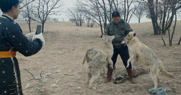 En kinesisk mand opildner ulve til kamp, for at han kan få likes. Og det er bare et mildt eksempel på, hvor vanvittigt mennesker behandler dyr i Ai Wei Weis dokumentar 'Animality'.  Foto: CPH:DOX