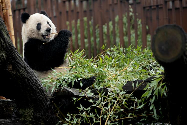 Siden 2019 har Københavns Zoo forgæves forsøgt at få Xing Er (billedet) til at parre sig med Mao Sun. Foto: Peter Hove Olesen