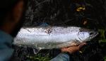 En af de laks, der blev fanget på årets første fiskedag i Skjern Å i 2024, var denne fisk, der er blevet såkaldt 'tagget', så forskere kan følge dens færd. Foto: Sarah Rønholt
