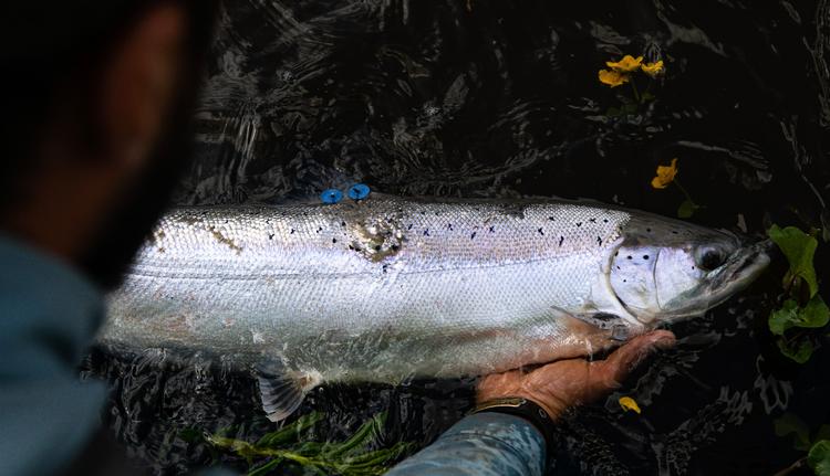 En af de laks, der blev fanget på årets første fiskedag i Skjern Å i 2024, var denne fisk, der er blevet såkaldt 'tagget', så forskere kan følge dens færd. Foto: Sarah Rønholt