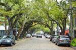 Gamle træer, kaldet Texas live oak, giver skygge for sol og ly for regn her på Washington Avenue i Ocean Springs.  