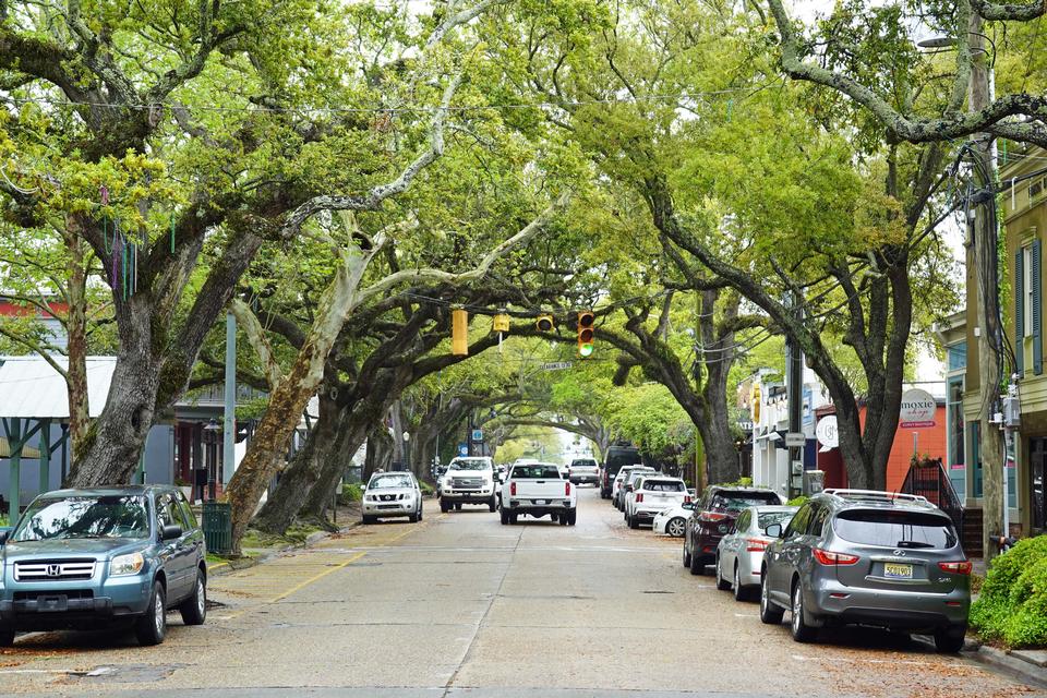 Gamle træer, kaldet Texas live oak, giver skygge for sol og ly for regn her på Washington Avenue i Ocean Springs.  