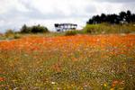En mark med vilde blomster, herunder valmuer. Men – hvor mange af blomsterne ville du være i stand til at identificere? Foto: Finn Frandsen